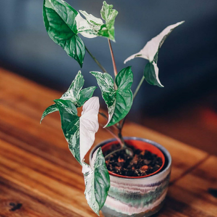 tanaman hias syngonium variegata - SYNGONIUM VARIEGATA - syngonium