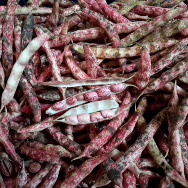 

Kacang Merah Kulit 250g