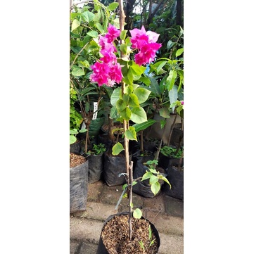 bougenville HAWAI PINK