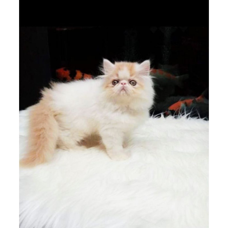 Kitten Persia Peaknose Jual Anak Kucing Jakarta Bogor Bandung Shopee Indonesia