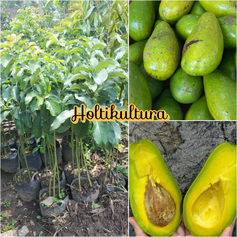 Bibit buah alpukat mentega kaki 3 Holtikultura tanaman