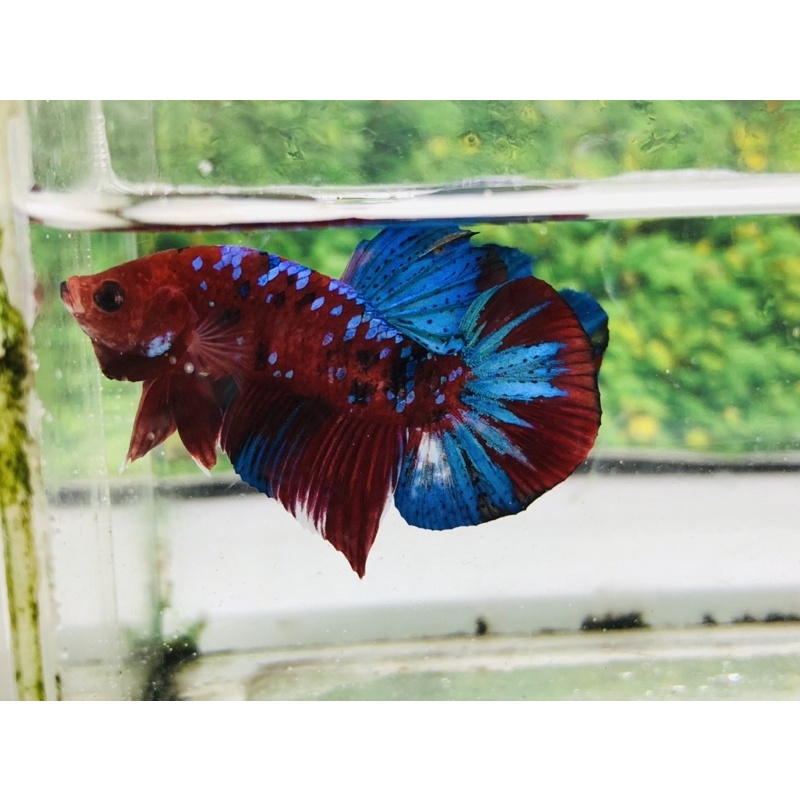 Promo Cupang/Betta/ikan Cupang