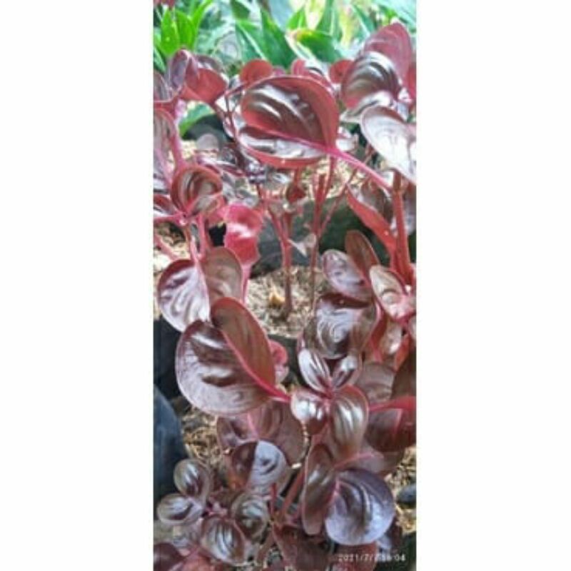 tanaman hias bayam-bayaman