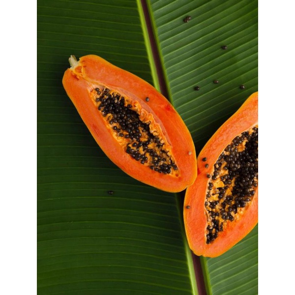 

Area Medan// MoMo Pepaya Manis// 1 Pcs (1-4 Kg)