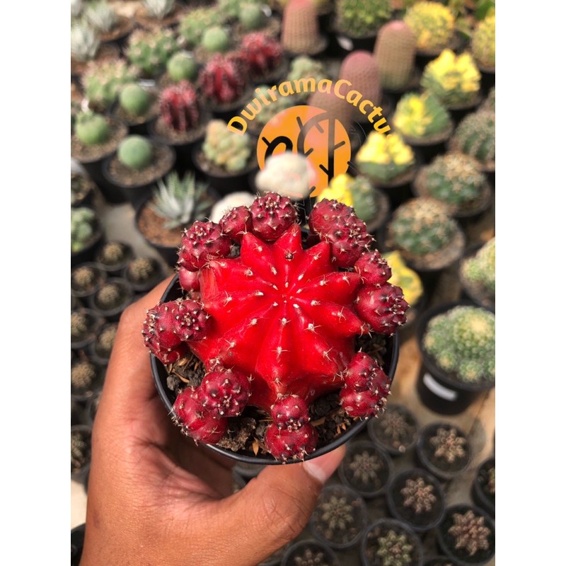 Kaktus Dan Sekulen / Gymno Red Korea