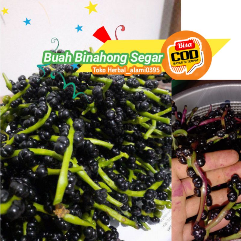 

TERLARIS BUAH ANGKUNG/BINAHONG UNTUK KESEHATAN PER 150BIJI