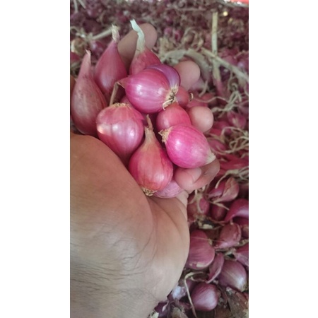 

bawang merah asli brebes 1kg