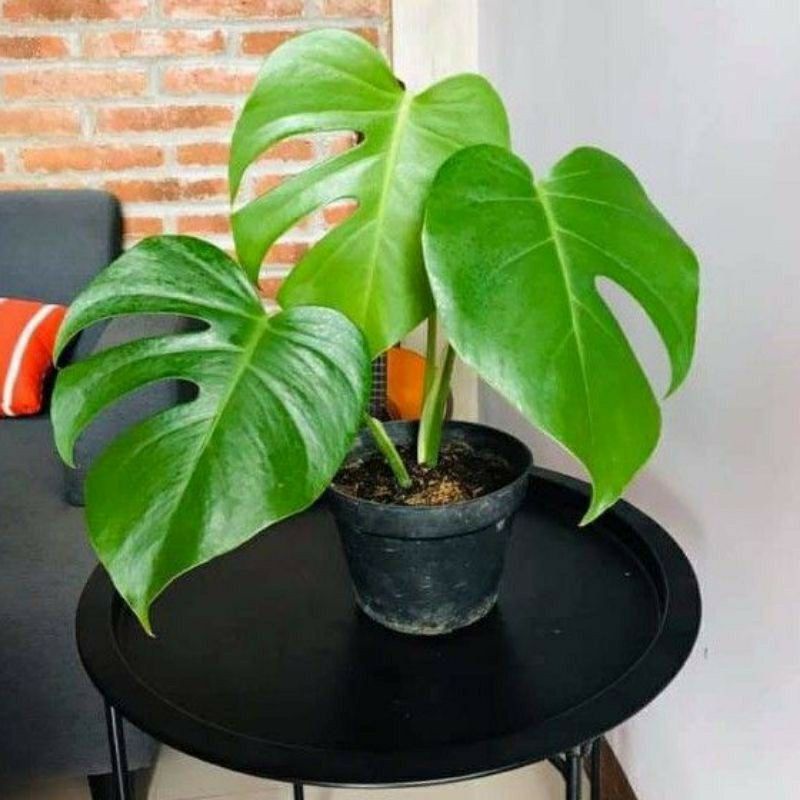 Philodendron Monstera Deliciosa asli sudah pecah daun alami