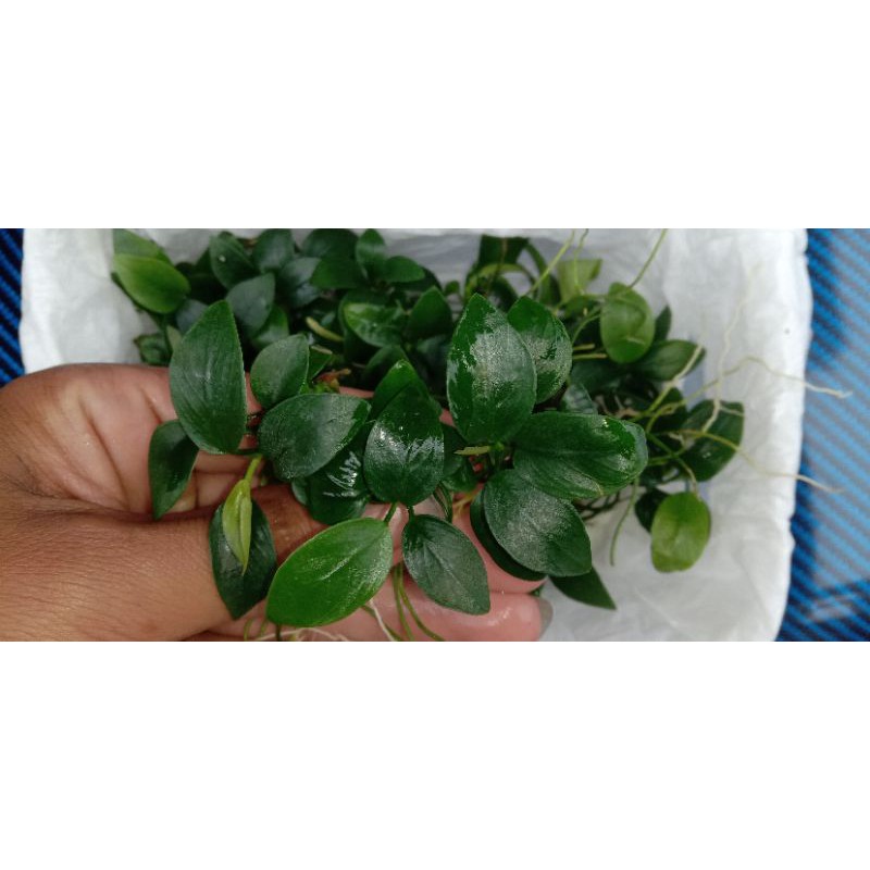 anubias nana