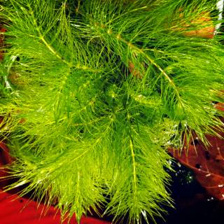 Tanaman Air Ganggang atau Soft Hornwort Shopee Indonesia Tanaman Air Ganggang atau Soft Hornwort Shopee Indonesia