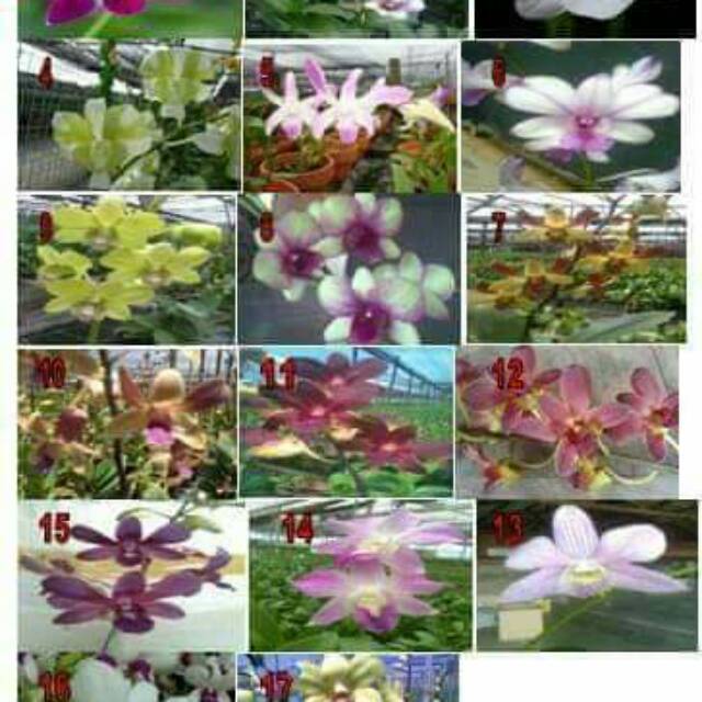 Anggrek Dendro