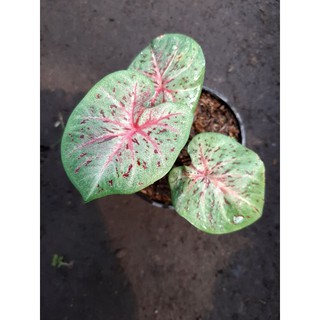 Cod Lemon Bunga Hias Tanaman Hias Caladium Thailand Keladi Hias Talas Bibit Caladium Lemon Shopee Indonesia