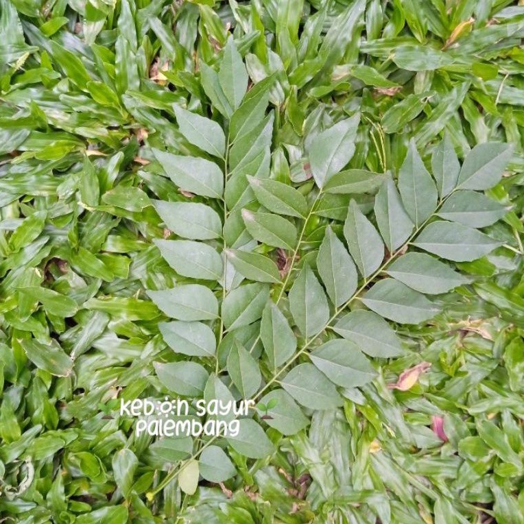 

Kebun Sayur Daun Salam Koja Daun Kari 1 tangkai