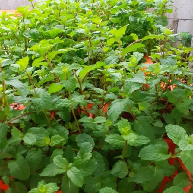 

Daun mint fresh perpack 50gram