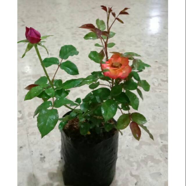 1pohon 2 warna ( bibit tanaman mawar) random