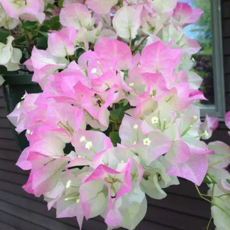 bunga bugenvil bengawan solo