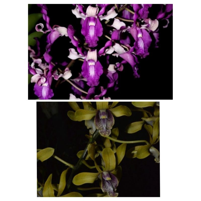 D. edfrans charming X D. bumi menangis