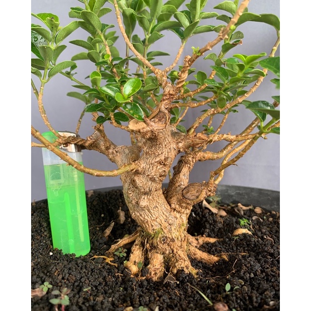 bahan bonsai sancang prospek