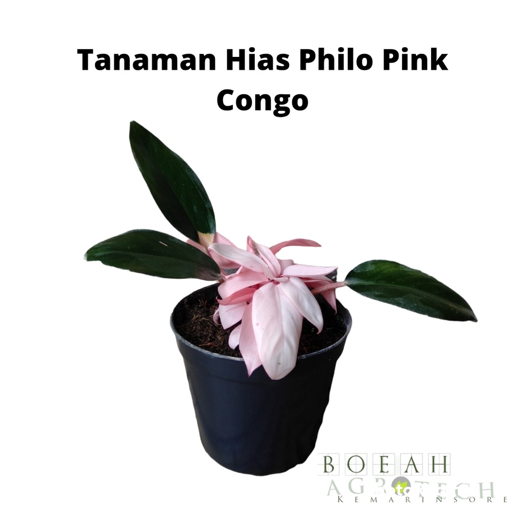 Tanaman Hias Philodendron Pink Congo Tanaman indoor