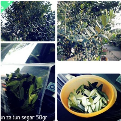 

Daun zaitun segar ready11