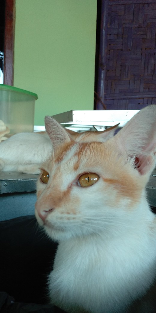 Aluminium Door Lock - Kunci Mico Merek Teson Al-41054 Dan Al-41055