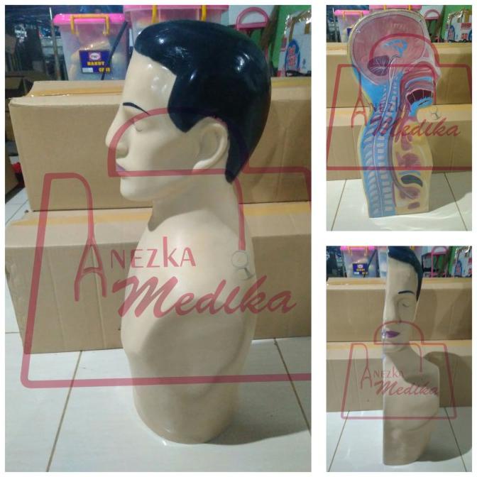 Phantom/Manikin/Manekin/Ngt Setengah Badan