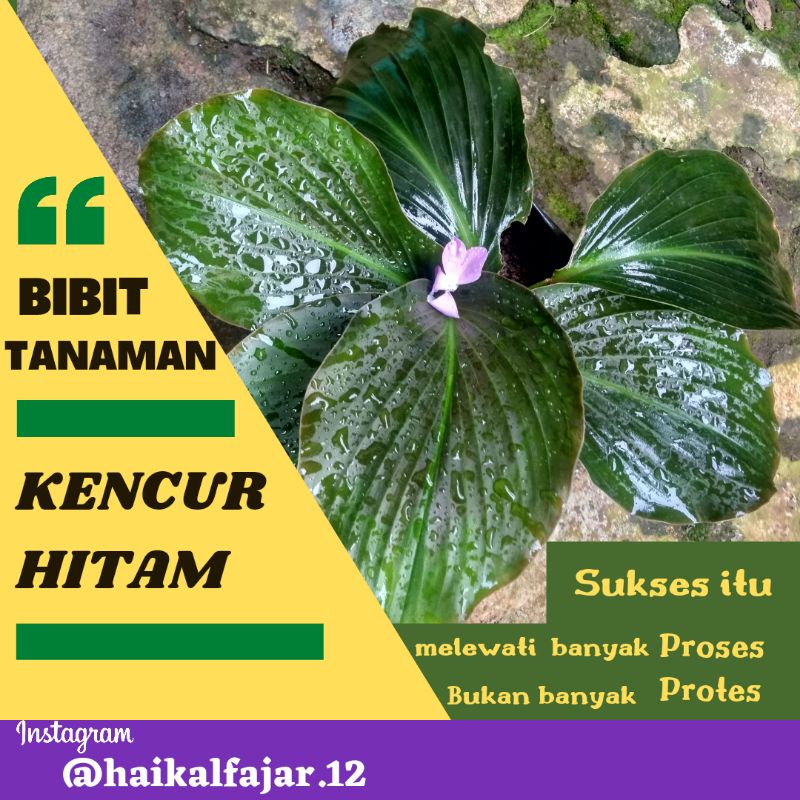 Kencur Hitam Asli - Bibit Tanaman Herbal Kencur Hitam