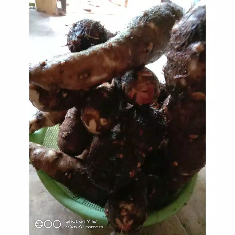 

Ubi Talas Kimpul Super 1 kg Ukuran Besar