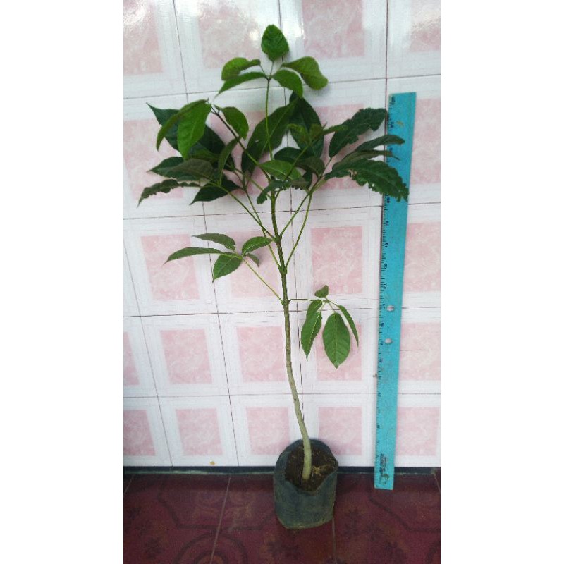 Bibit tabebuya tinggi