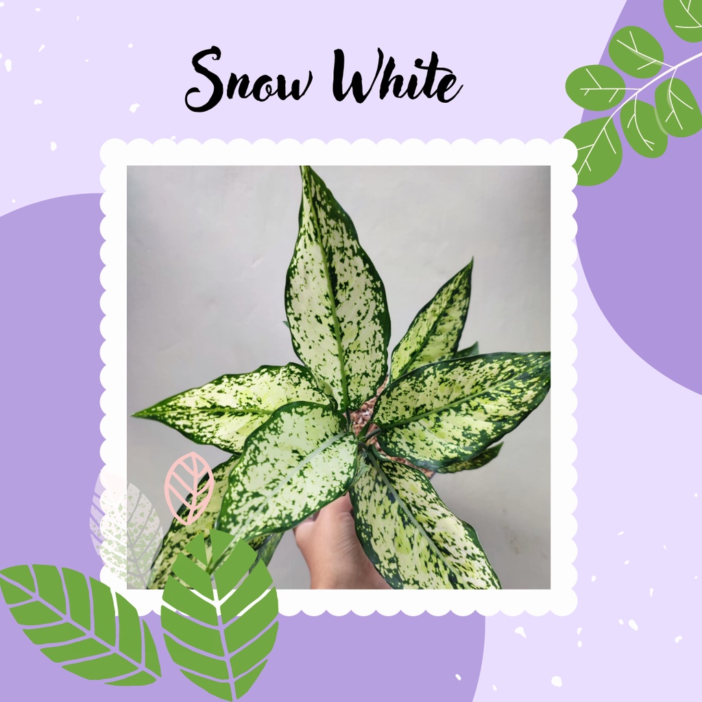 Aglonema Snow White Tanaman Hias Aglonema Snow White Dewasa Cantik