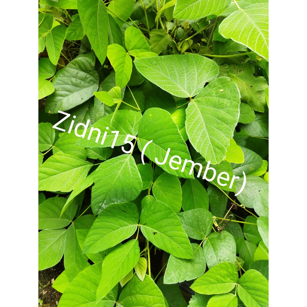500gram Benih Biji kacangan MB (Mucuna Bracteata) Lokal  / Cover Crops / LCC /  Tanaman pengendali gulma-5