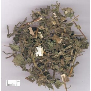 

Xi xian cao Siegesbeckia orientalis 100 gram
