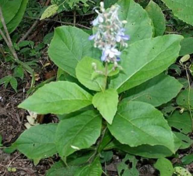 

Jual daun srigungu atau semuggu gurah suara fresh 500 Grm