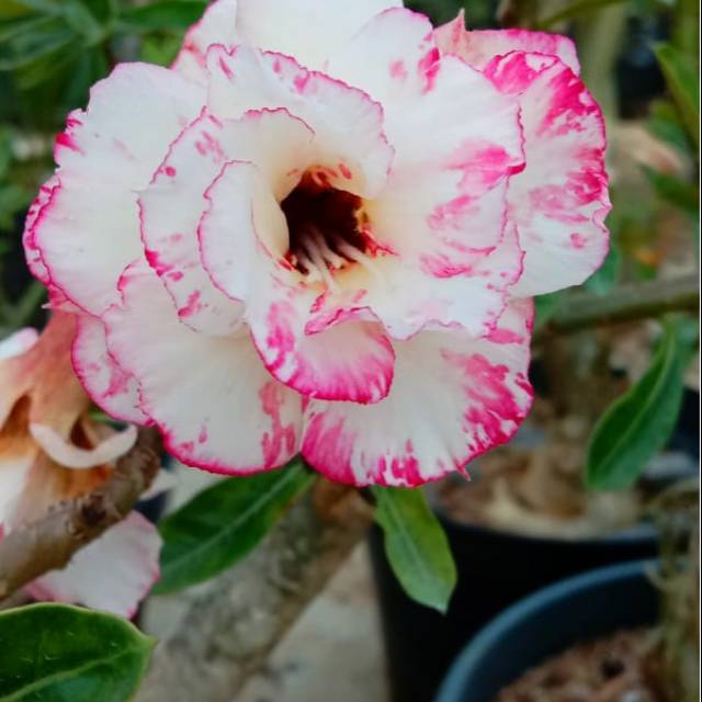 adenium jepang/ adenium grafting TERMURAH
