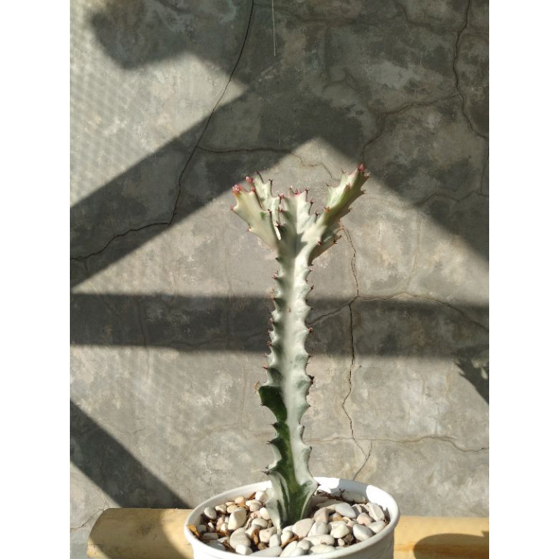 Euphorbia Lactea White Ghost || Sukulen || Kaktus