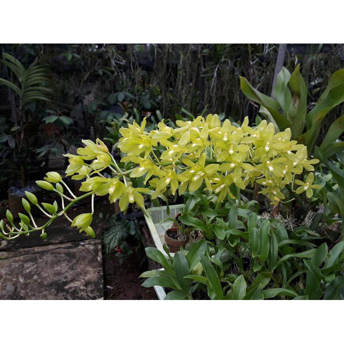 Produk Ready Grammatophyllum Scriptum Var Citrinum (Dewasa Siap Berbunga)