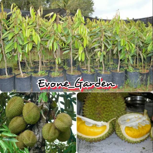 Bibit durian musang king