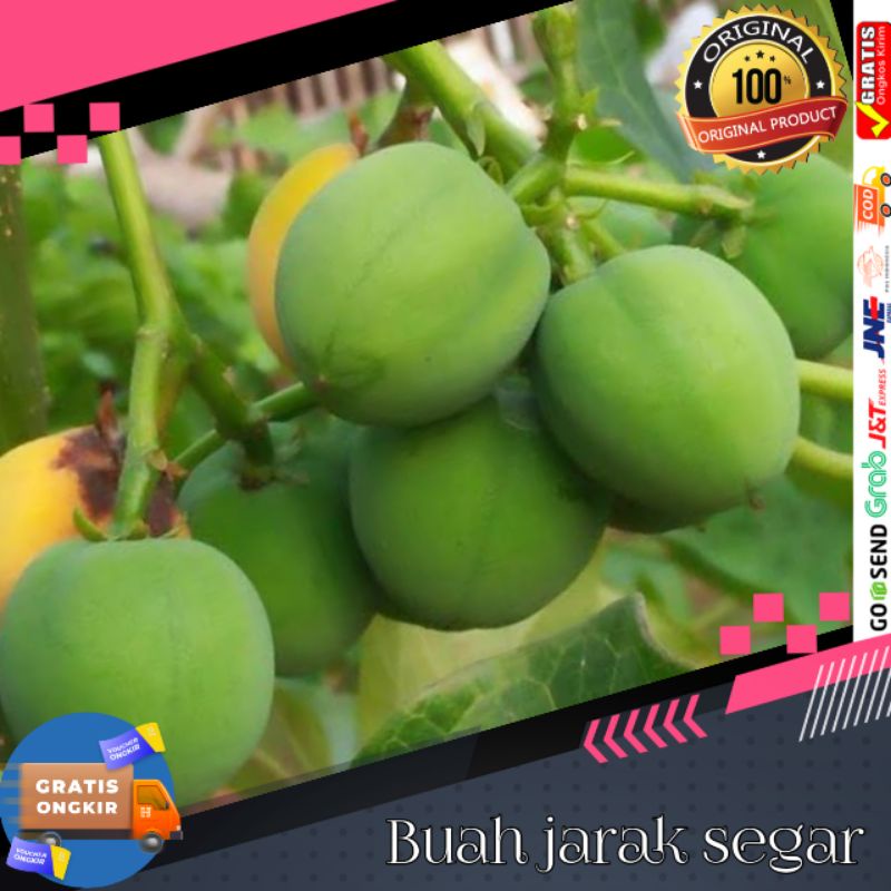 

Buah jarak fresh asli