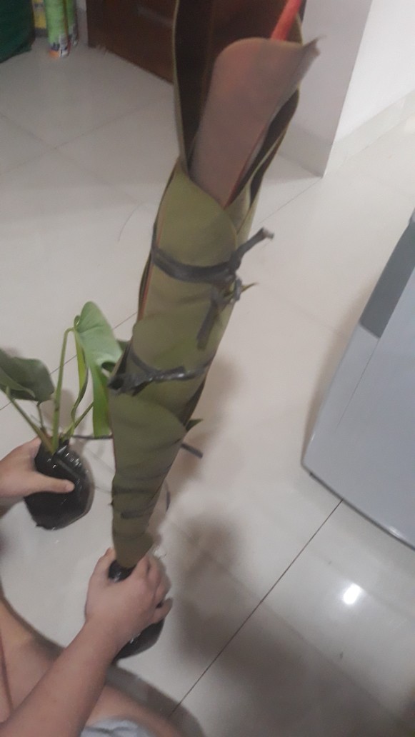 Karet Kebo-pohon Karet Kebo-bibit Tanaman Karet Kebo