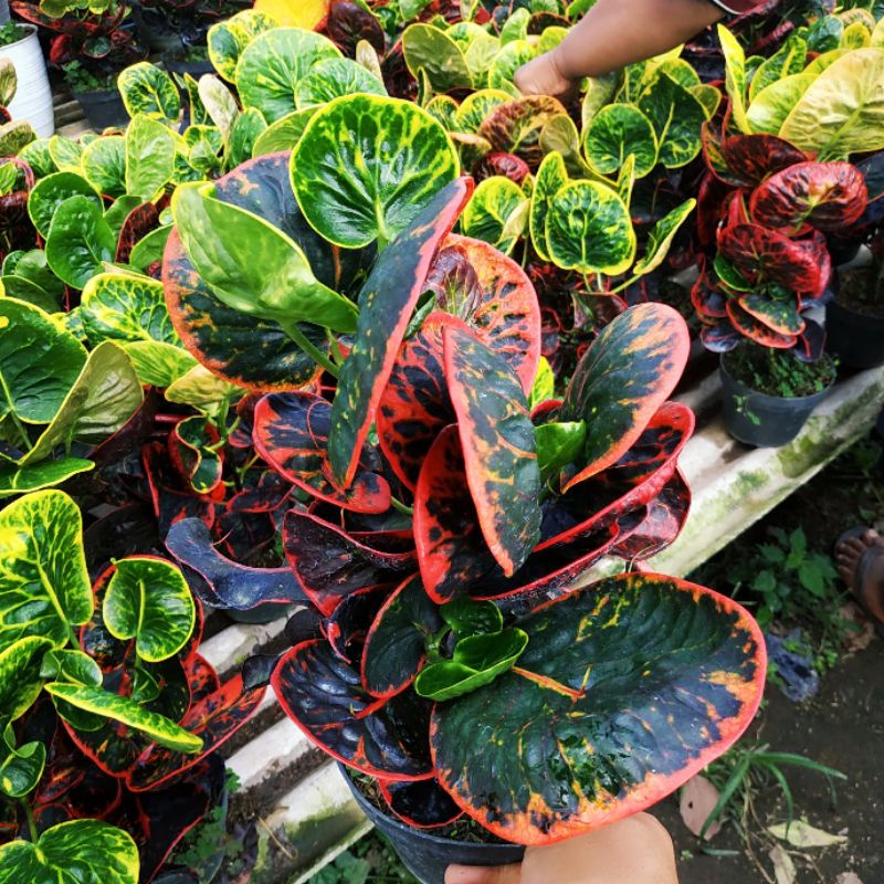 puring apel srg cabang