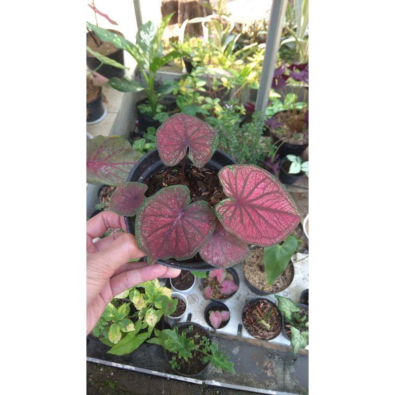 remaja keladi red ameera caladium thailand