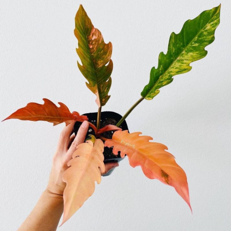 Philodendron Ring Of Fire Varigata