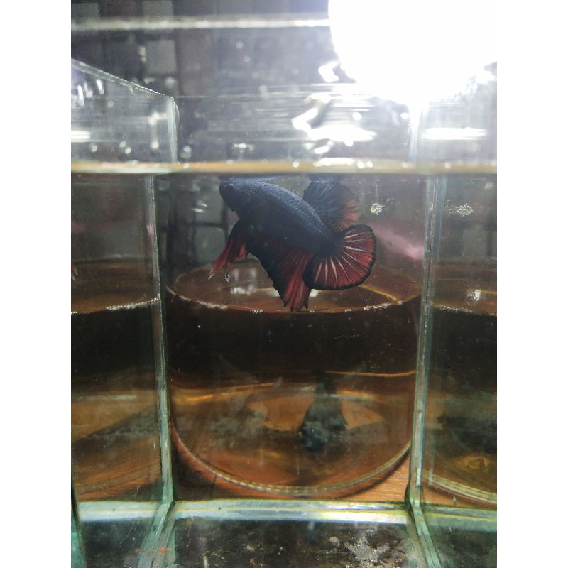 Cupang Line Avatar Gordon Vampire Top Grade 02