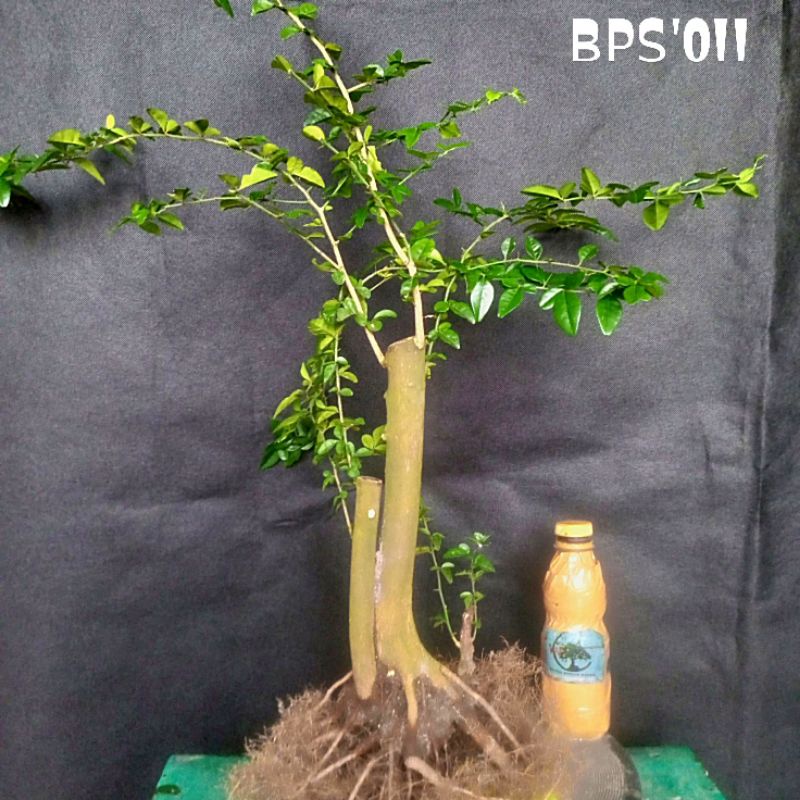 Bahan bonsai mame jeruk kingkit / bonsai mame atau small jeruk kingkit