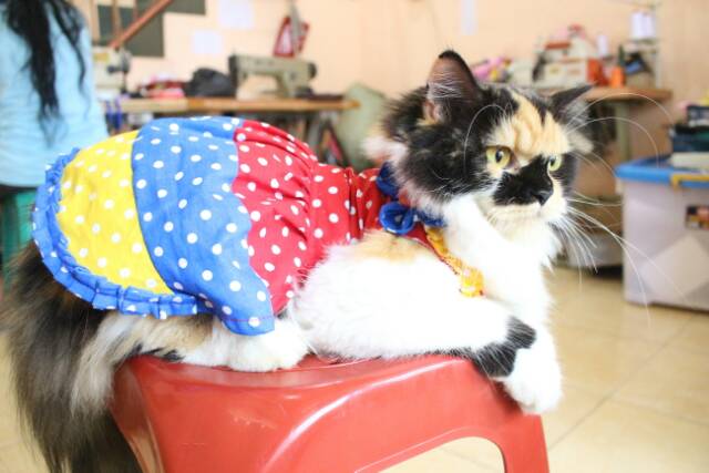 Dress pelangi polkadot kucing lucu / dress kucing imut / aksesoris kucing size S M L XL