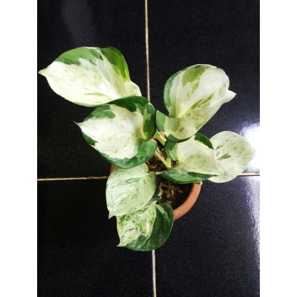 Manjula ( epiprenum manjula )