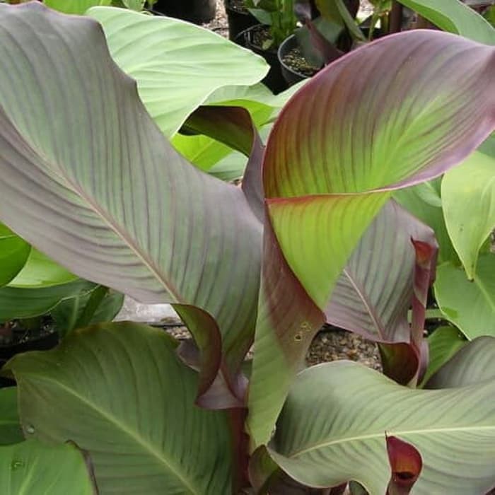 

Umbi ganyong merah segar fres 1kg