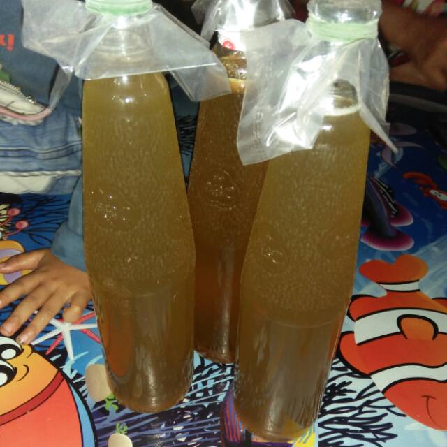 

Madu hutan asli kuantan singingi