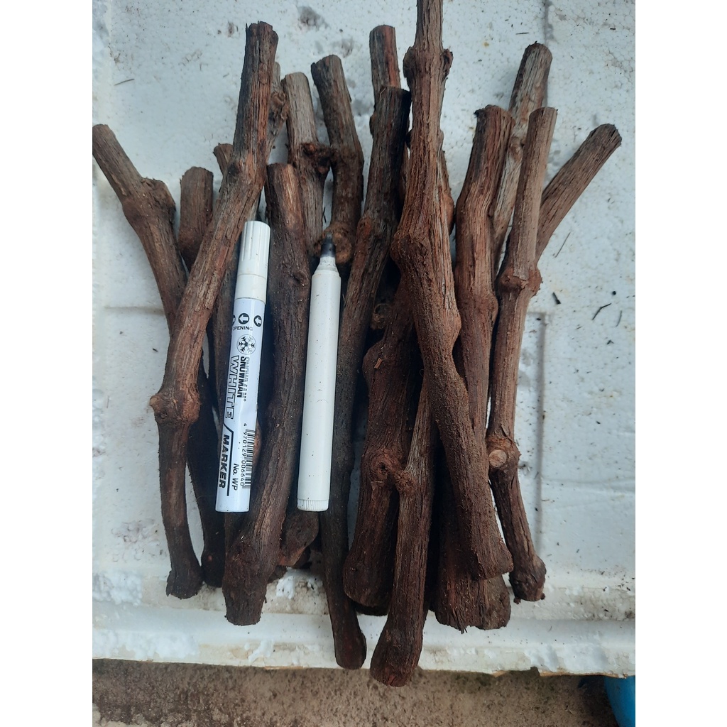 bibit anggur berkalus (cutting)