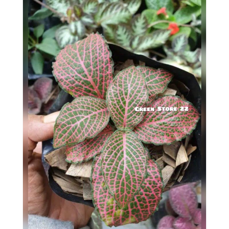 Tanaman Hias Red Fittonia Verschaffeltii